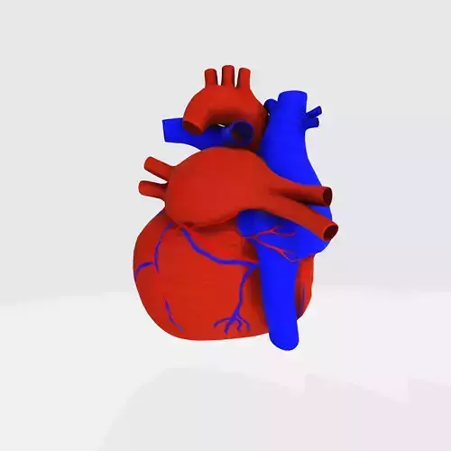 beating heart Low-poly 3D model