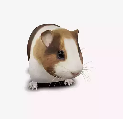 guinea pig