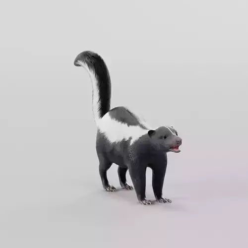 Skunk Mammal Animal 3D model