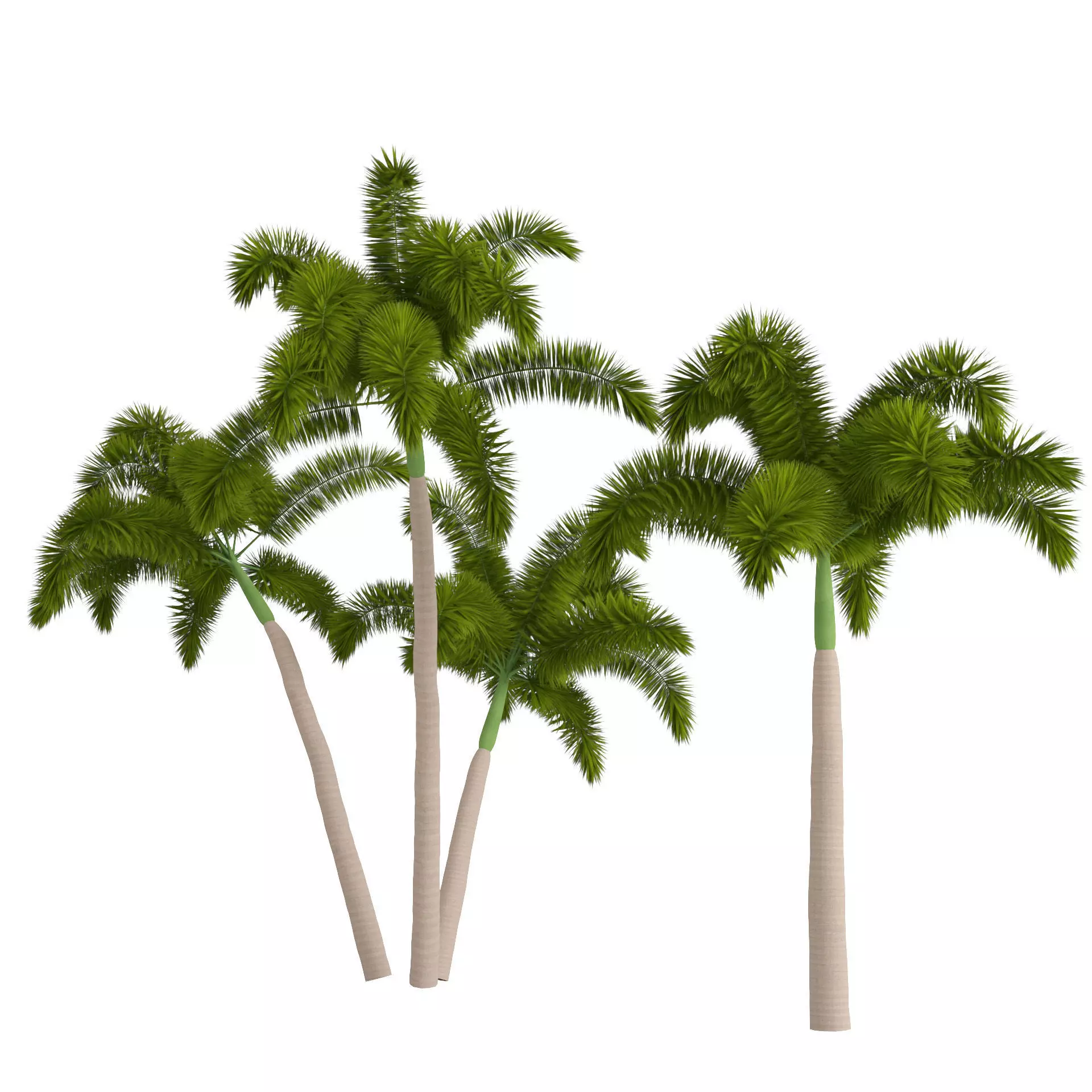 Tropical Foxtail Palm Trees Free low-poly 3D model_0