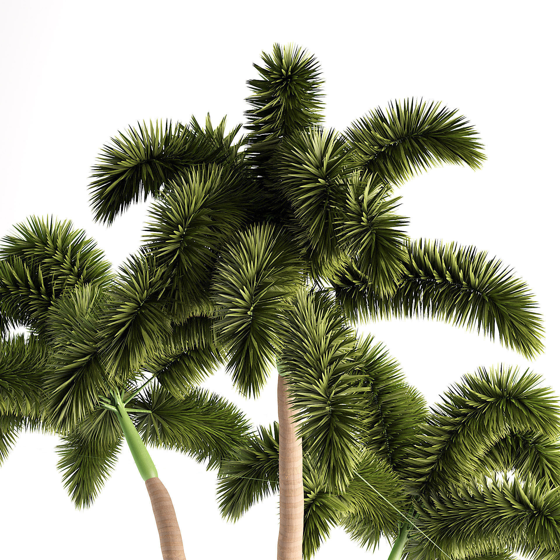 Tropical Foxtail Palm Trees Free low-poly 3D model_2