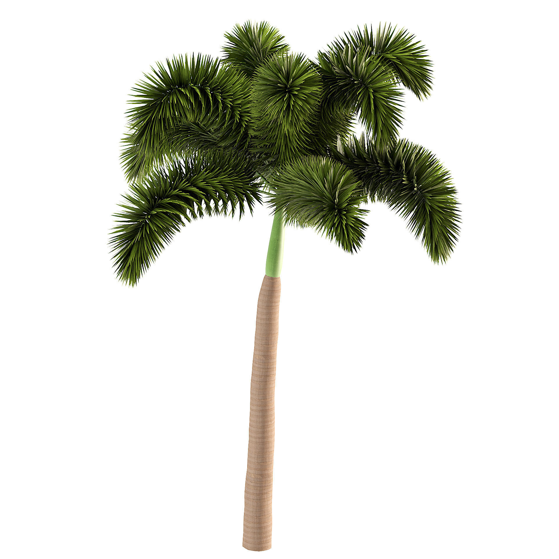Tropical Foxtail Palm Trees Free low-poly 3D model_5