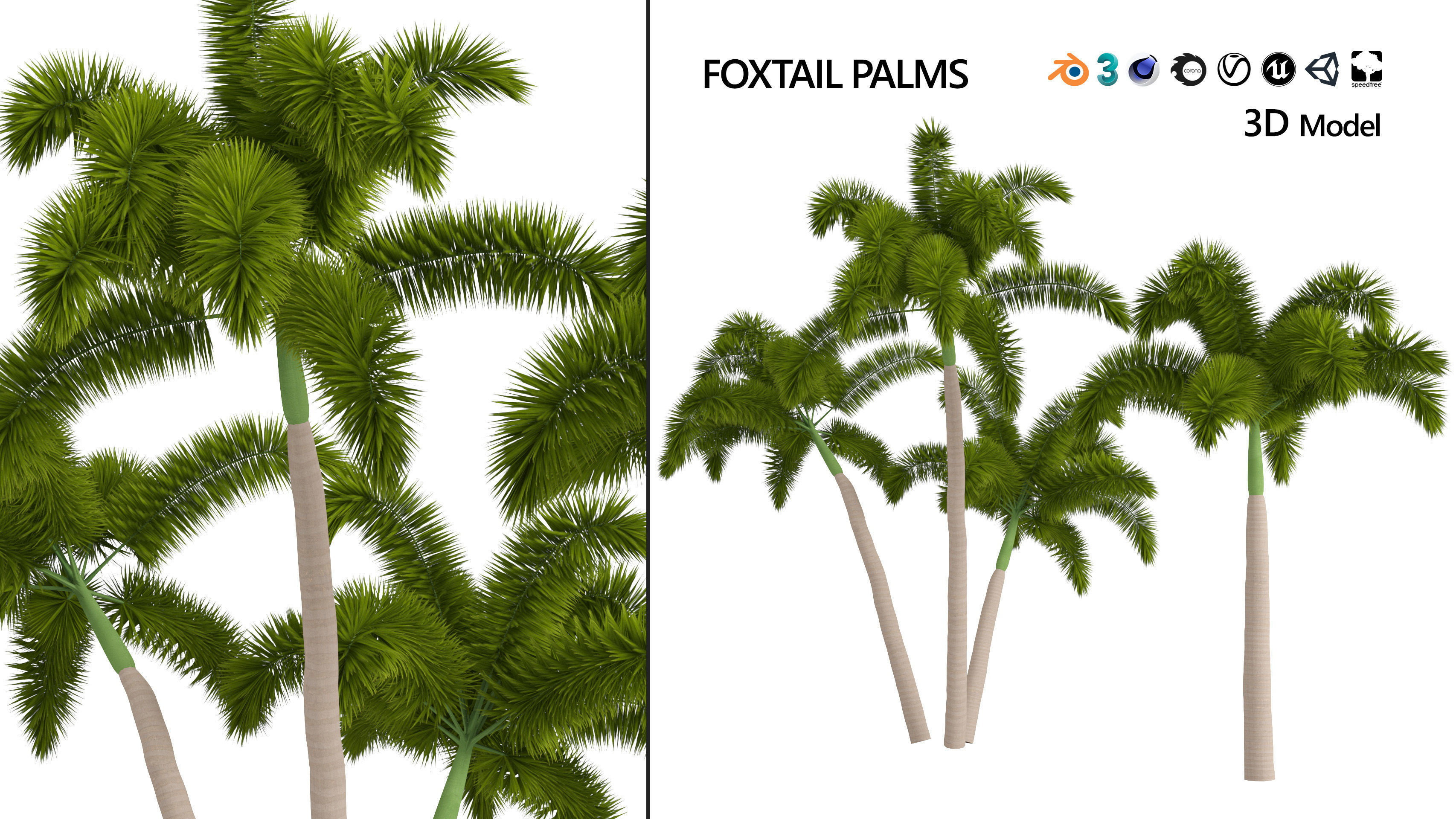 Tropical Foxtail Palm Trees Free low-poly 3D model_8