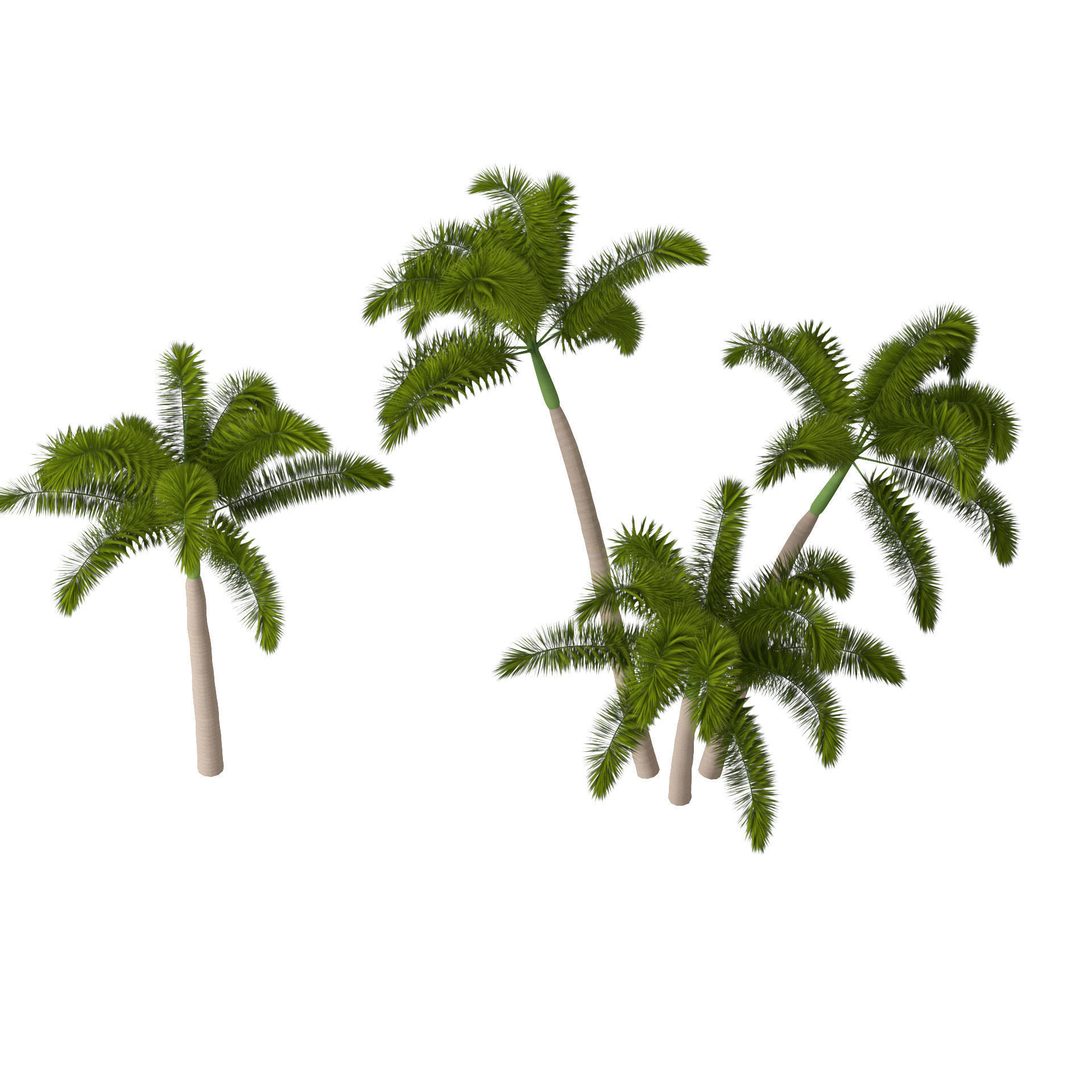 Tropical Foxtail Palm Trees Free low-poly 3D model_3