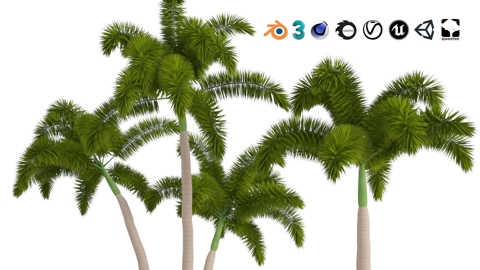 Tropical Foxtail Palm Trees Free low-poly 3D model_7