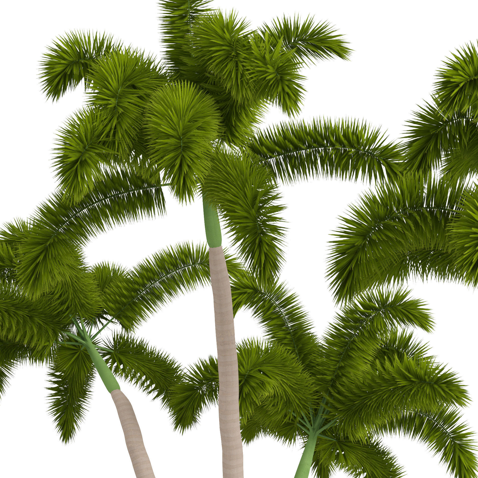 Tropical Foxtail Palm Trees Free low-poly 3D model_4