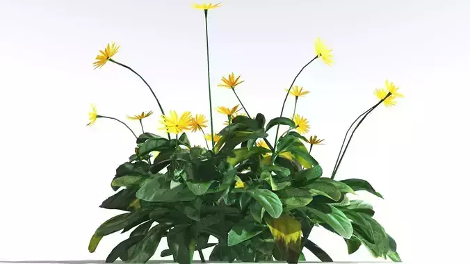 EVERYPlant Arrowleaf Balsamroot LowPoly 2 --18 Models-- Low-poly 3D model