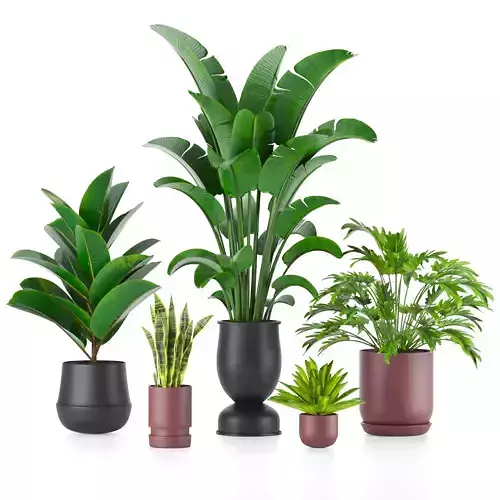 Indoor Decorative Plants in Pot Set - 02