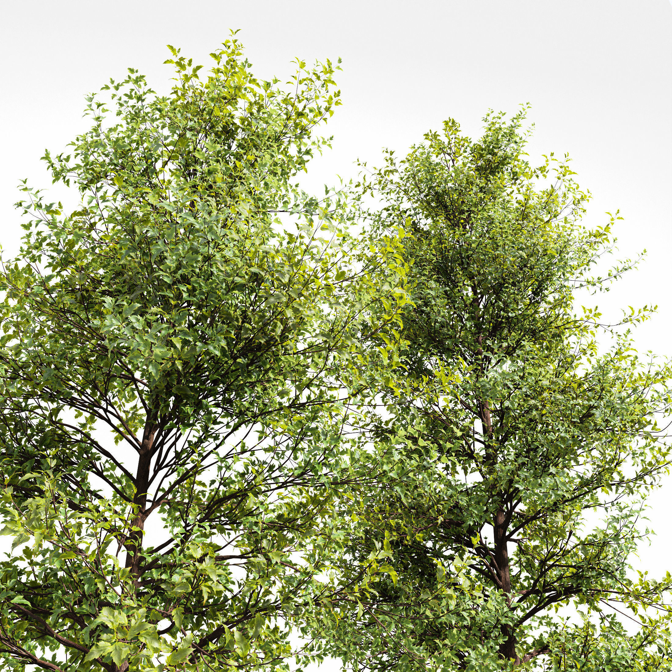 6 Different SETS of Tree SET VOL79 3D Model Collection_17