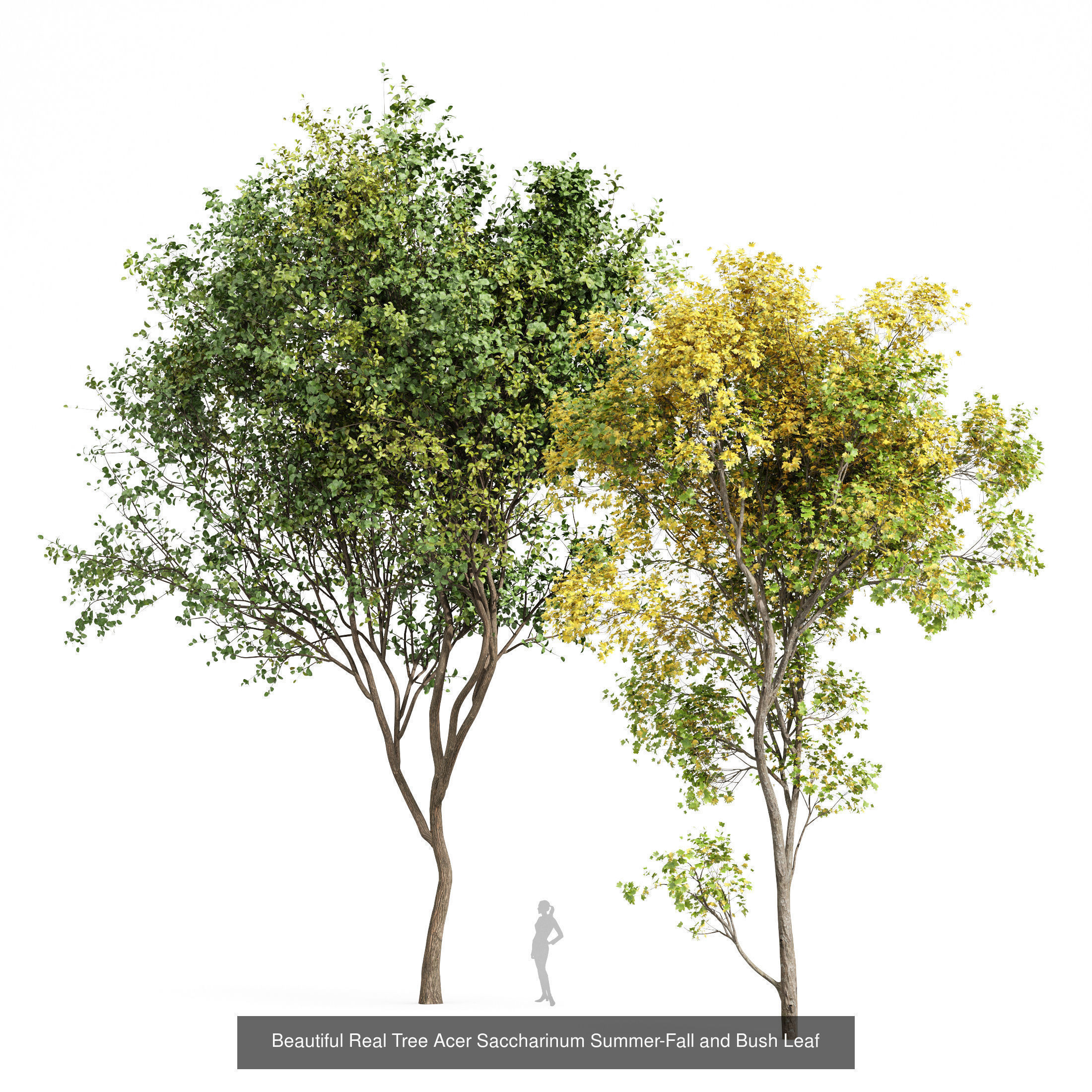 6 Different SETS of Tree SET VOL79 3D Model Collection_5