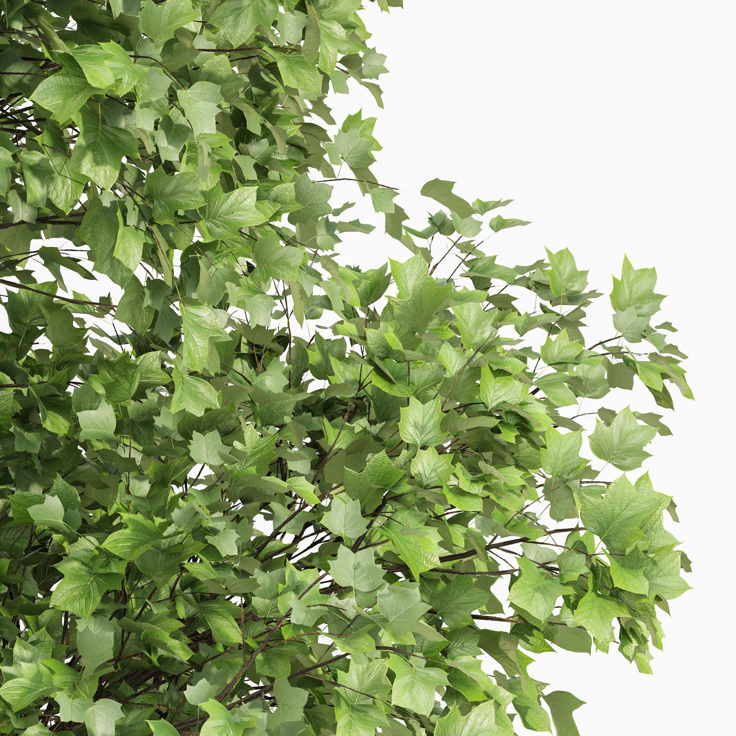 6 Different SETS of Tree SET VOL79 3D Model Collection_23