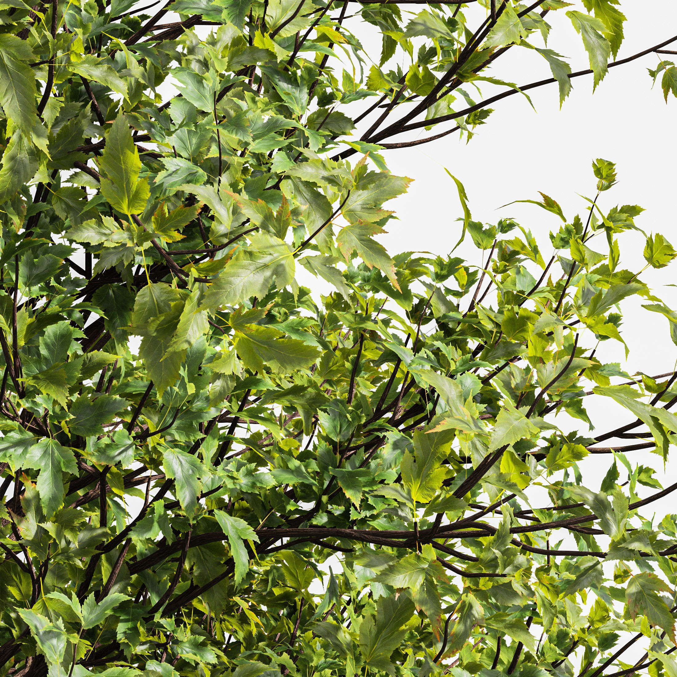 6 Different SETS of Tree SET VOL79 3D Model Collection_26