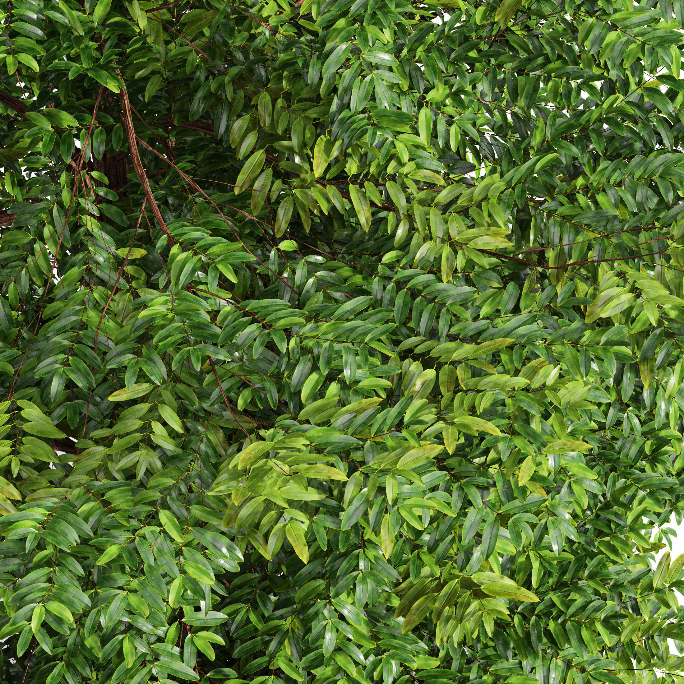 6 Different SETS of Tree SET VOL79 3D Model Collection_24