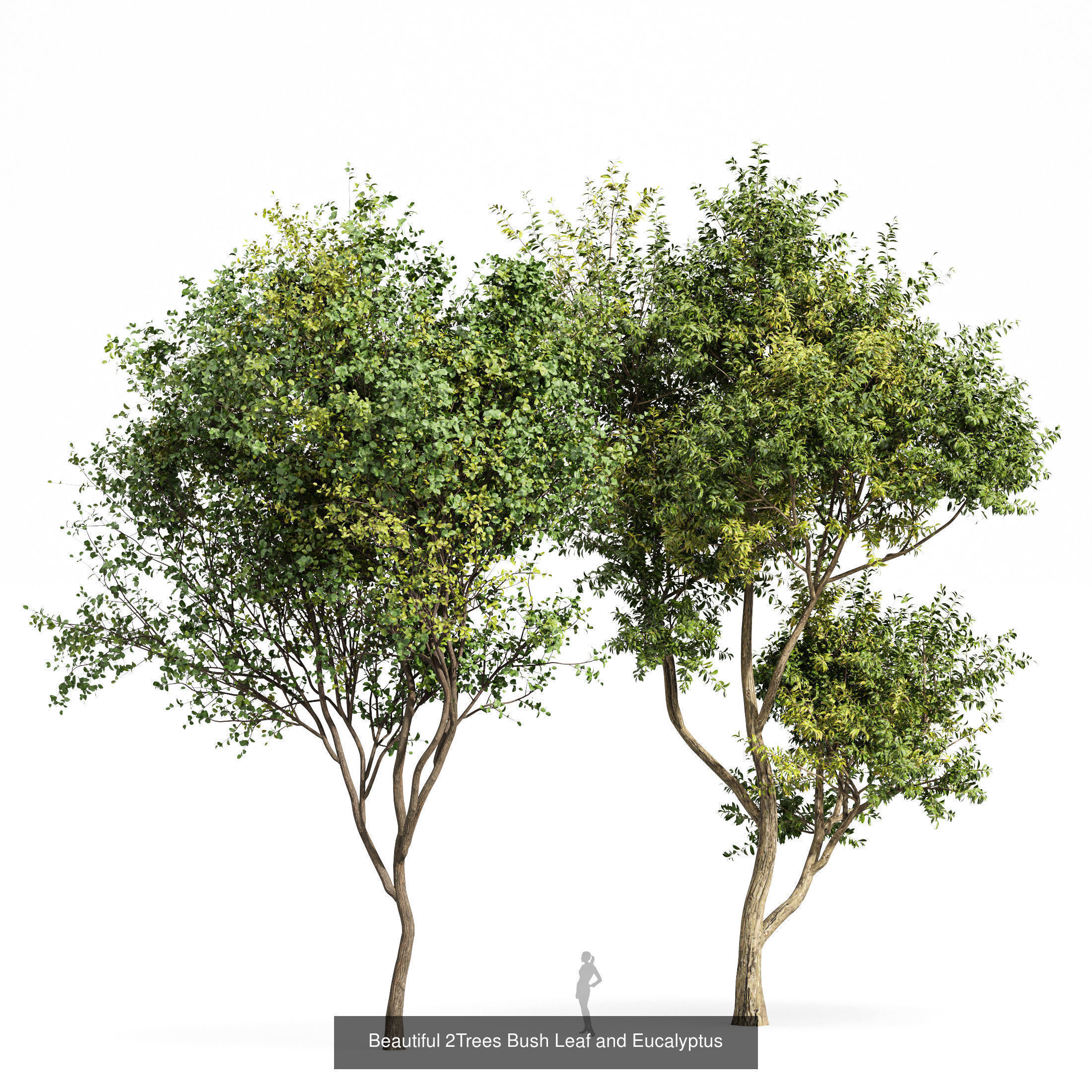 6 Different SETS of Tree SET VOL79 3D Model Collection_4