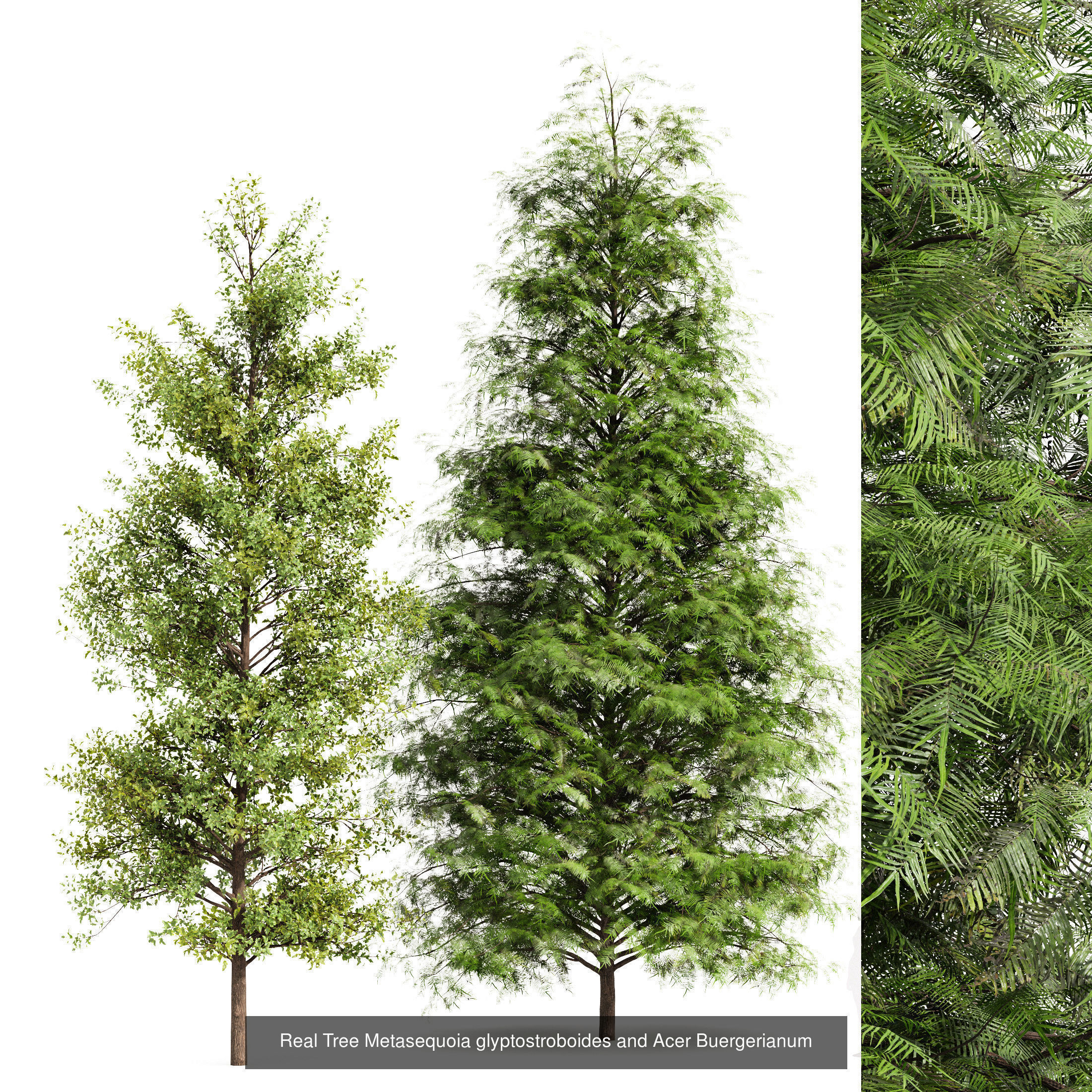 6 Different SETS of Tree SET VOL79 3D Model Collection_3