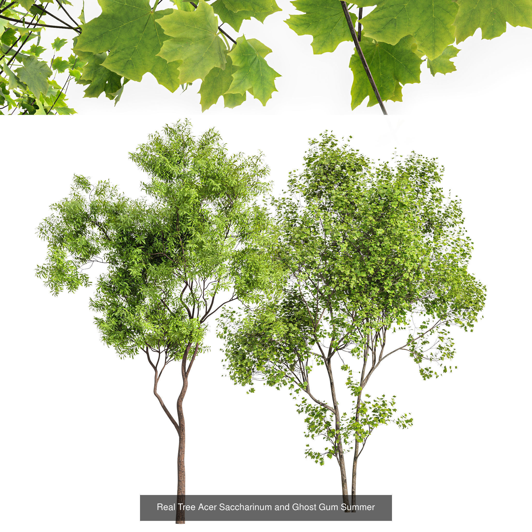 6 Different SETS of Tree SET VOL79 3D Model Collection_2