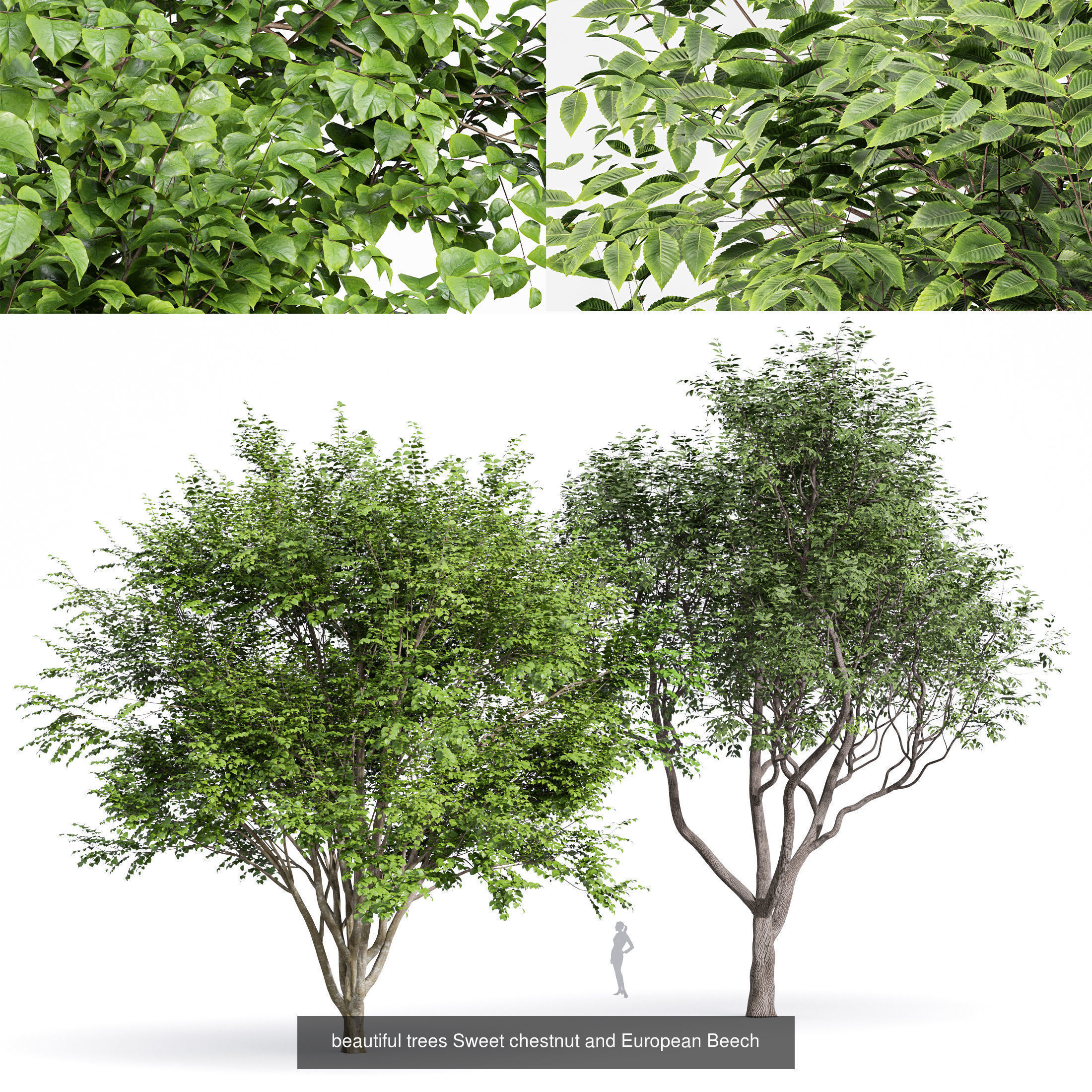 6 Different SETS of Tree SET VOL79 3D Model Collection_7