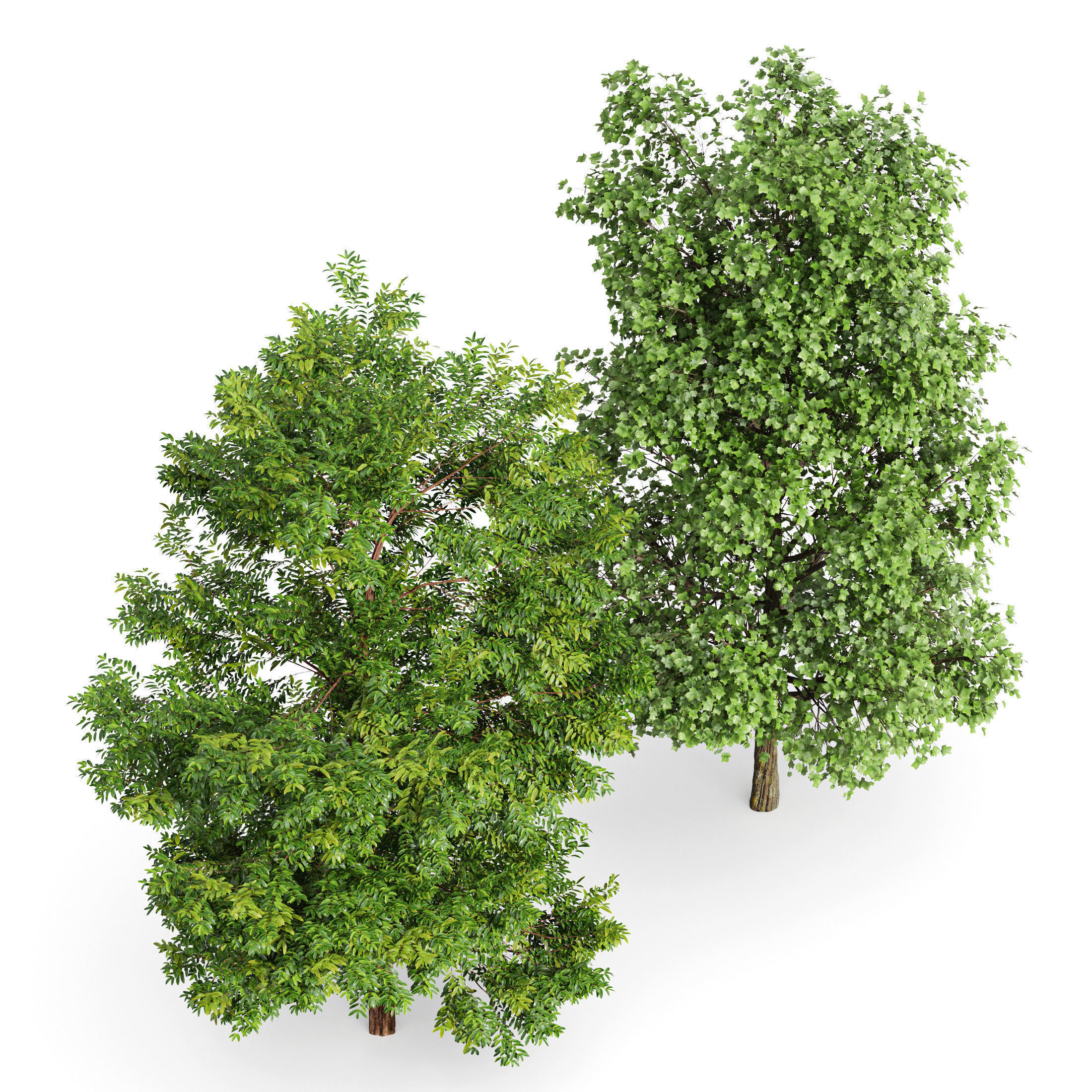 6 Different SETS of Tree SET VOL79 3D Model Collection_16