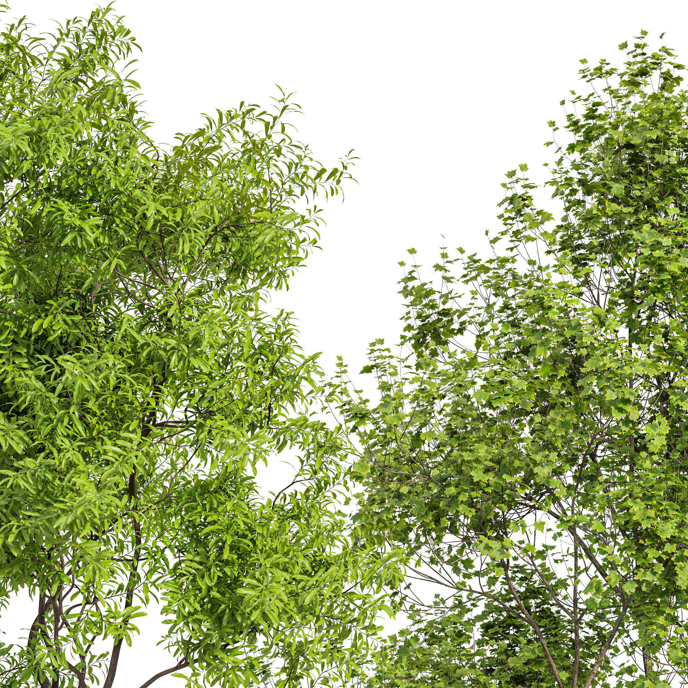6 Different SETS of Tree SET VOL79 3D Model Collection_25