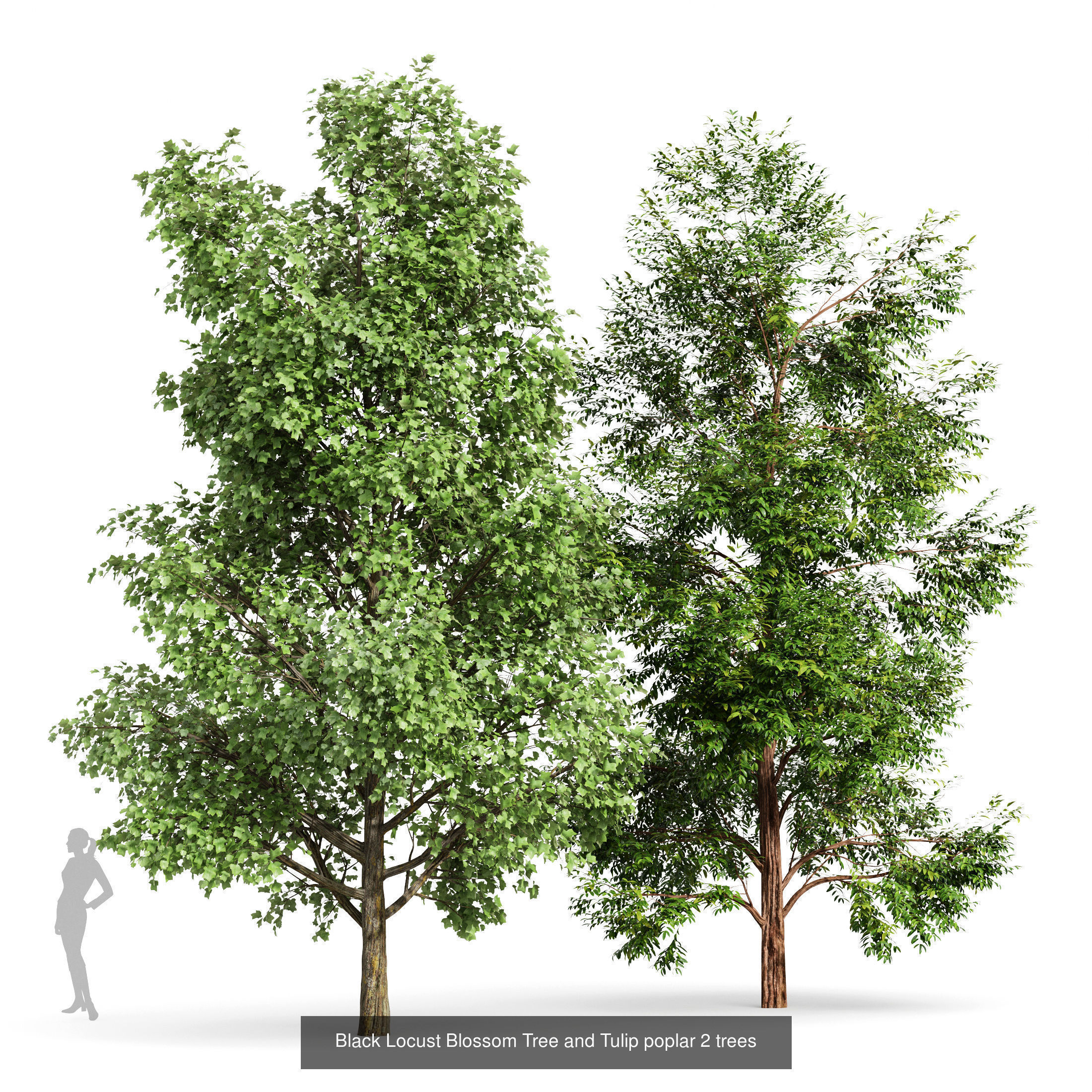 6 Different SETS of Tree SET VOL79 3D Model Collection_6