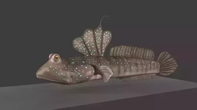 Mud Skipper