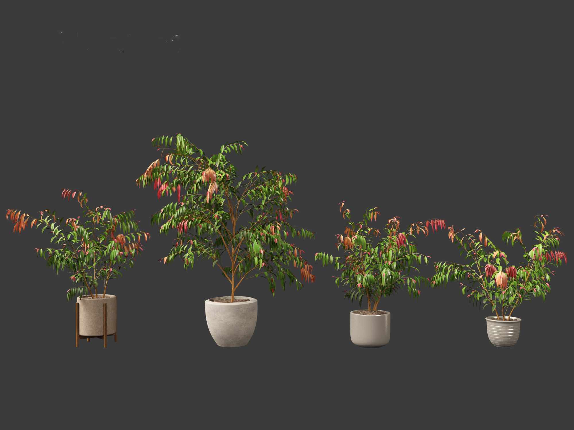Syzygium cascade - Lilly Pilly 01 3D model_3