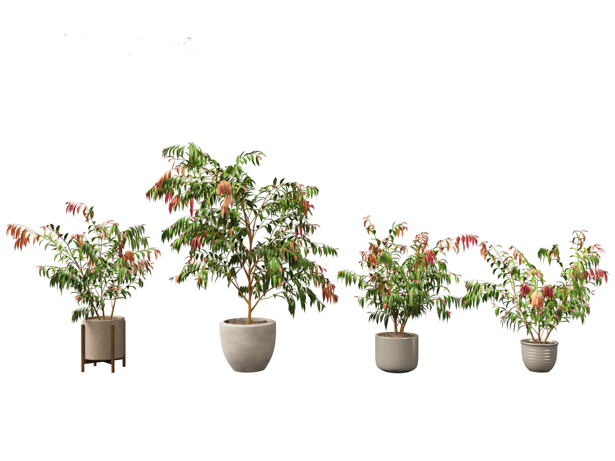 Syzygium cascade - Lilly Pilly 01 3D model_2