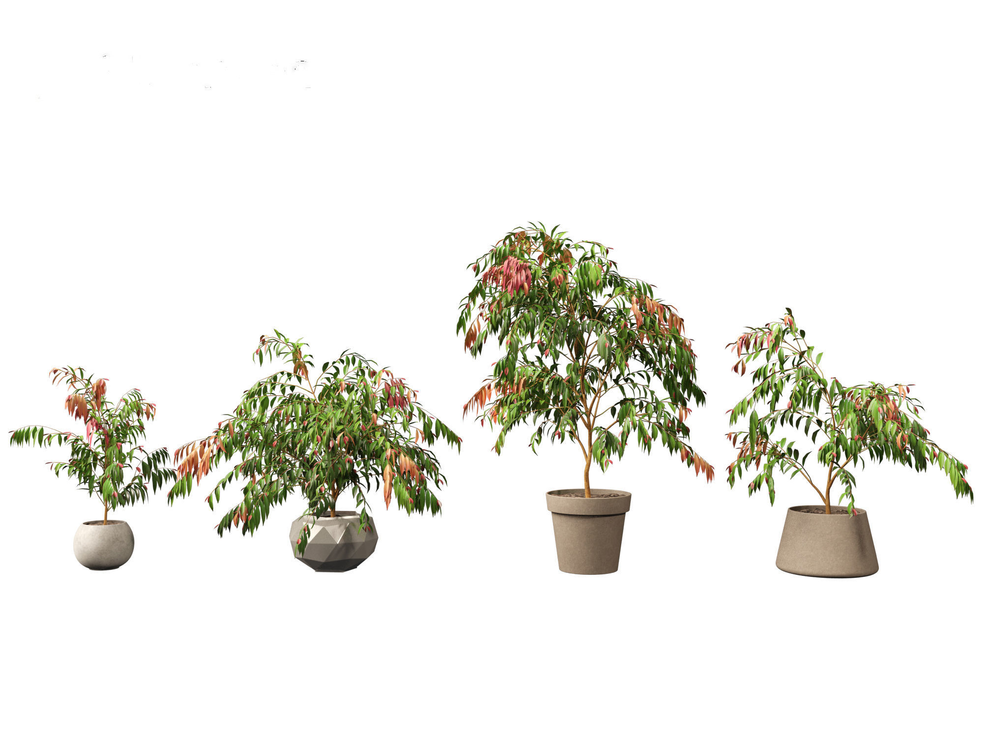 Syzygium cascade - Lilly Pilly 01 3D model_4