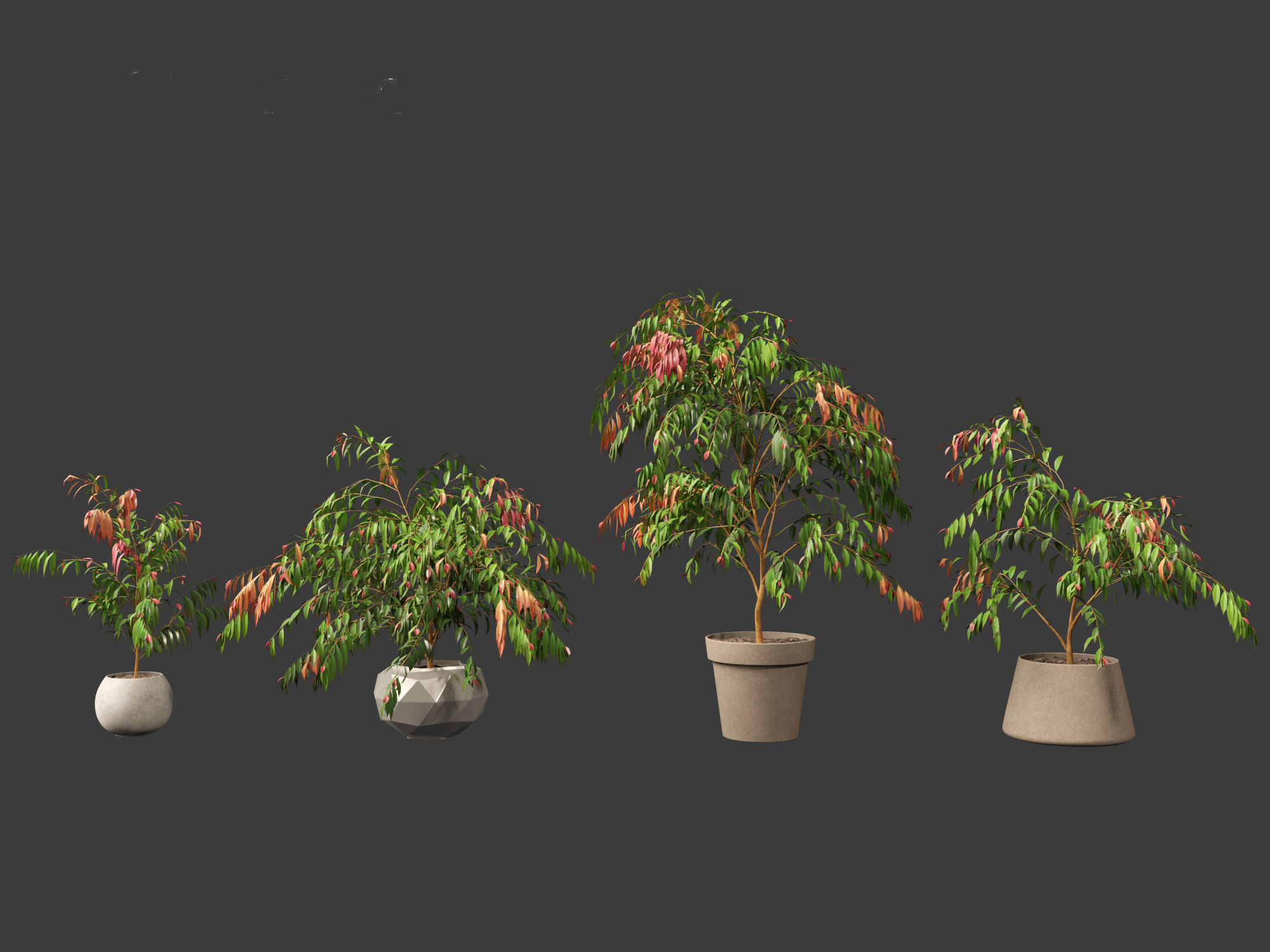 Syzygium cascade - Lilly Pilly 01 3D model_5