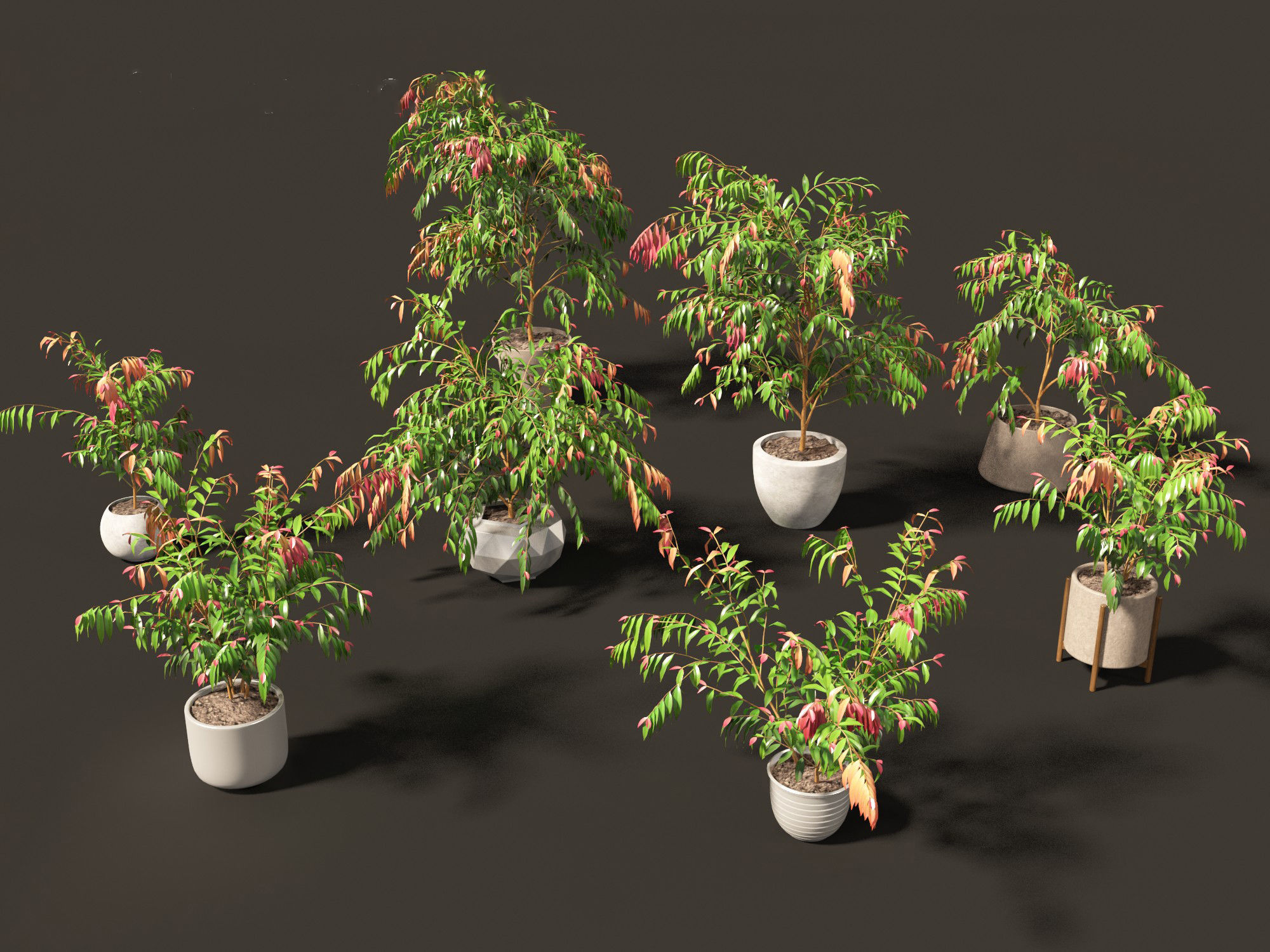 Syzygium cascade - Lilly Pilly 01 3D model_6
