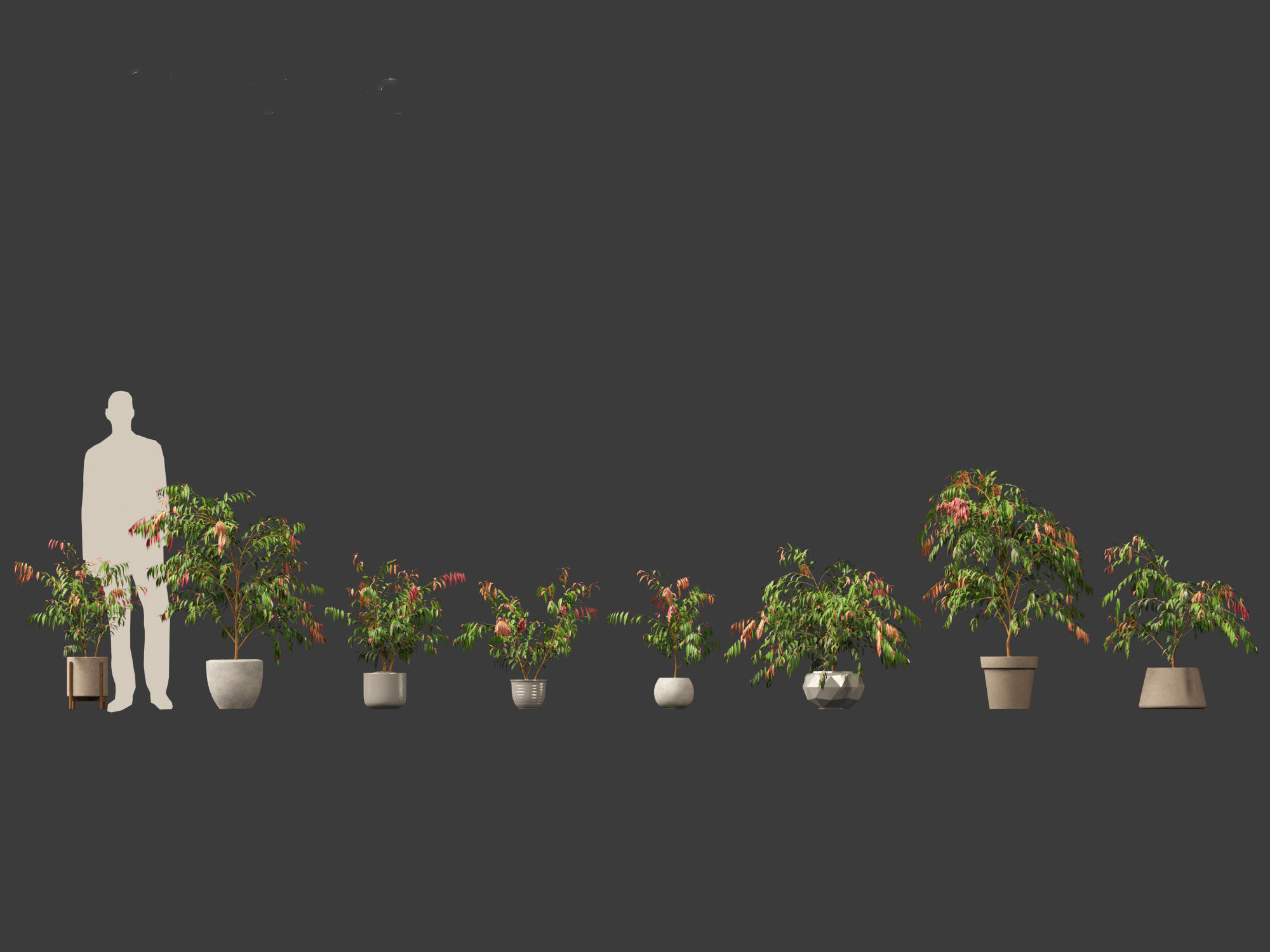 Syzygium cascade - Lilly Pilly 01 3D model_1