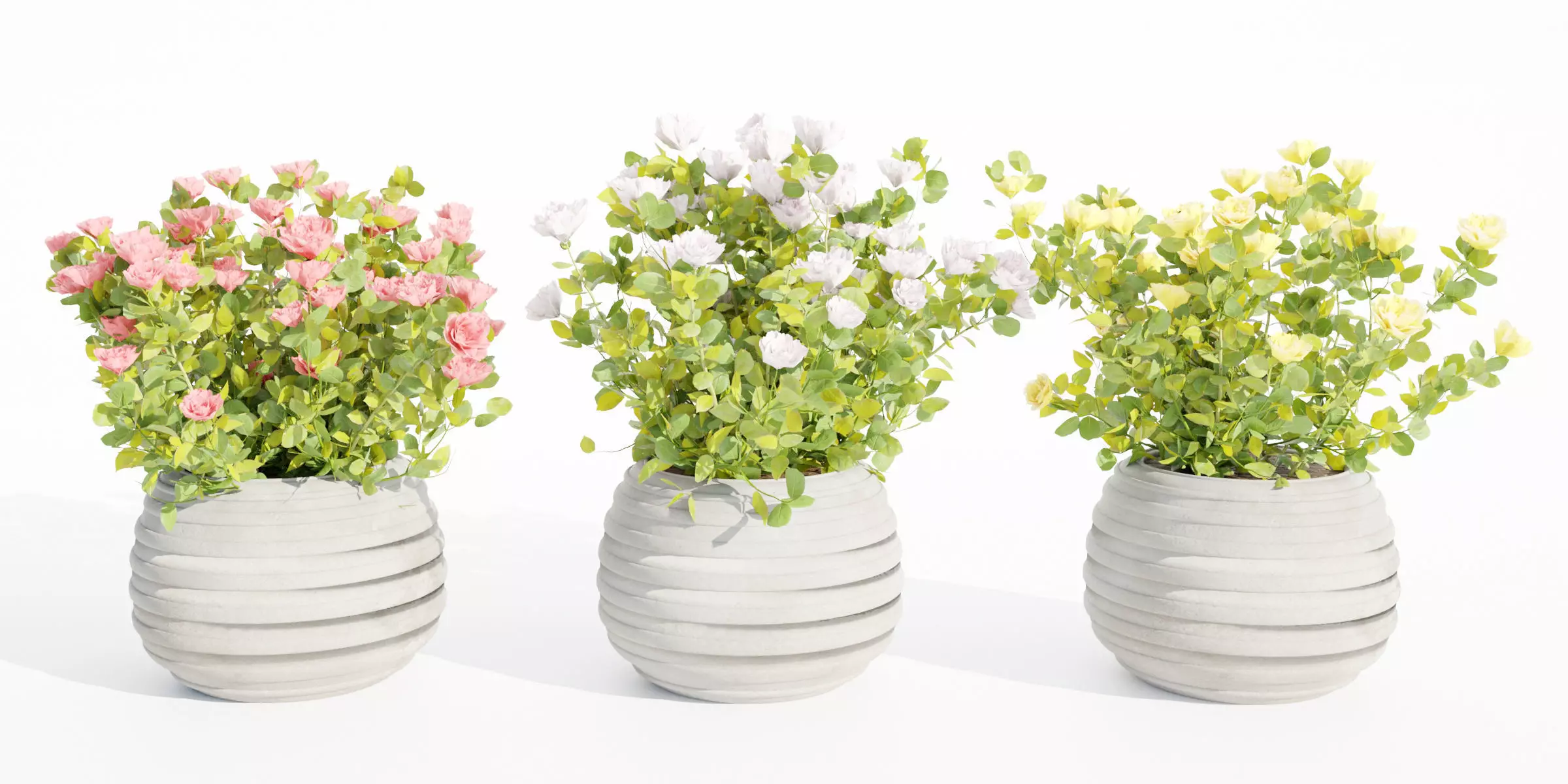 Rose flowering bushes collection vol 77-Blender 3D model_0