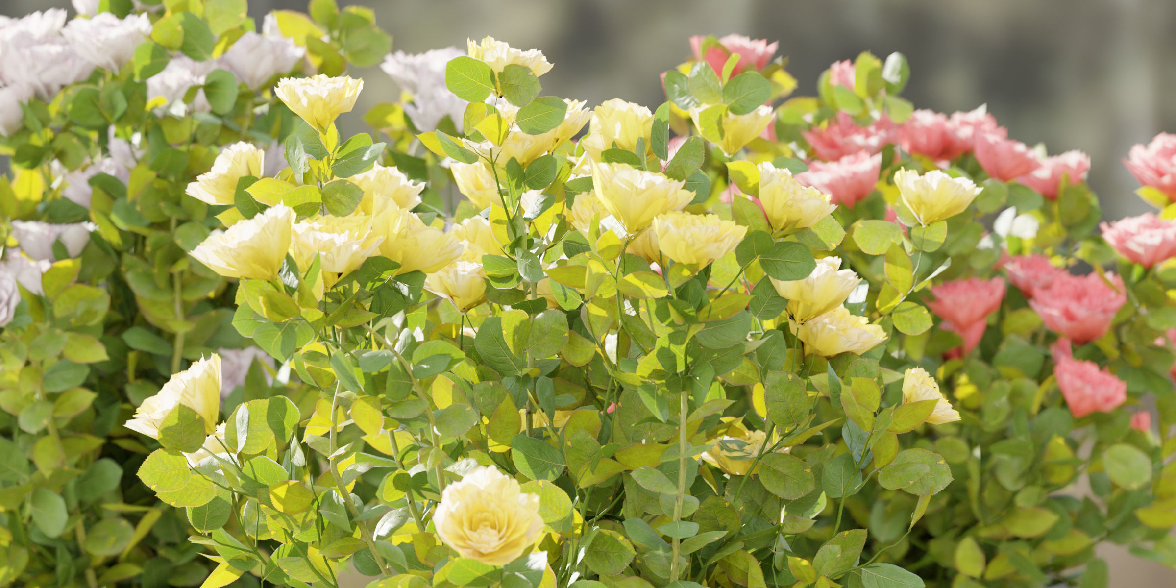 Rose flowering bushes collection vol 77-Blender 3D model_2