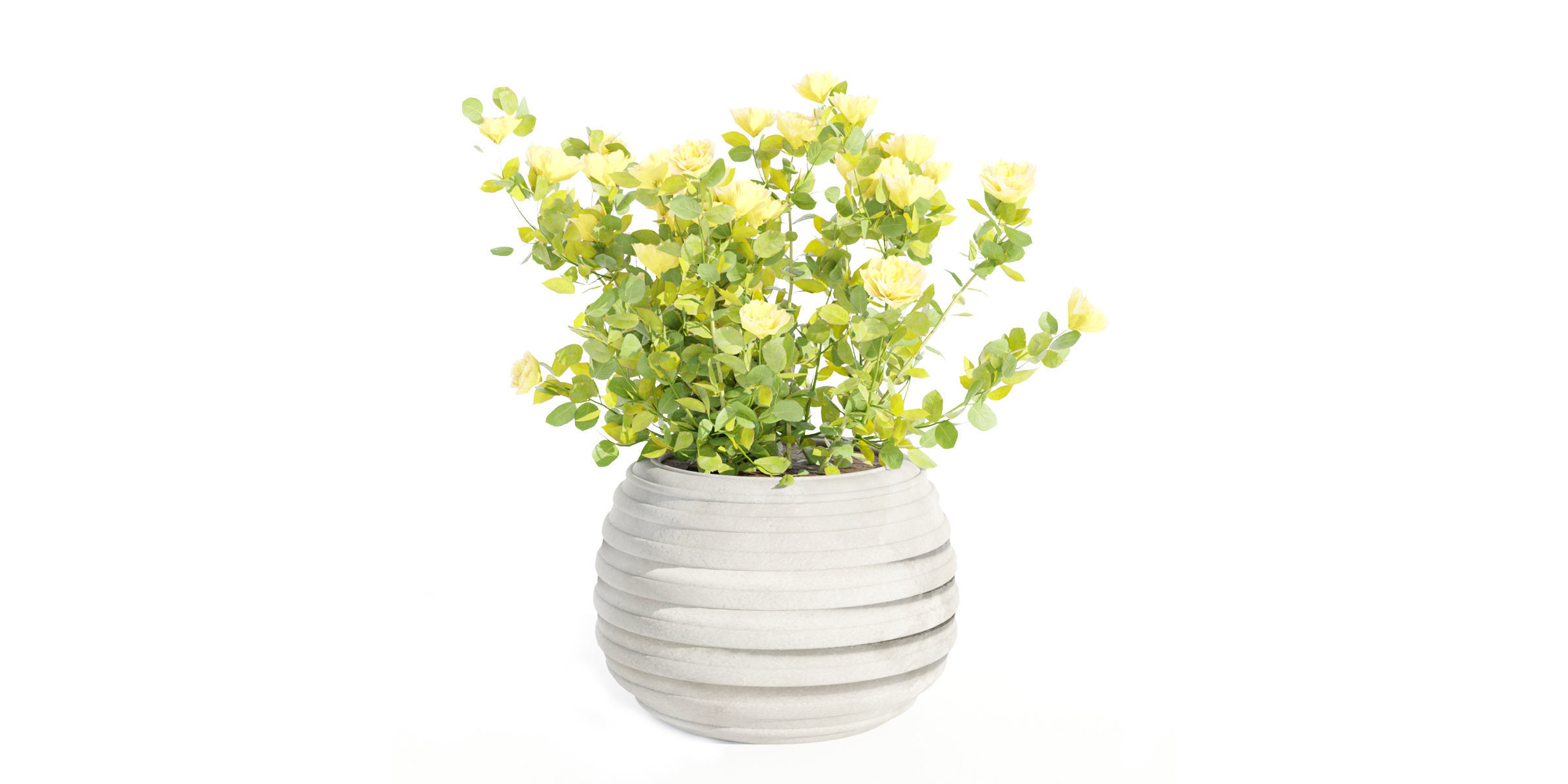 Rose flowering bushes collection vol 77-Blender 3D model_7