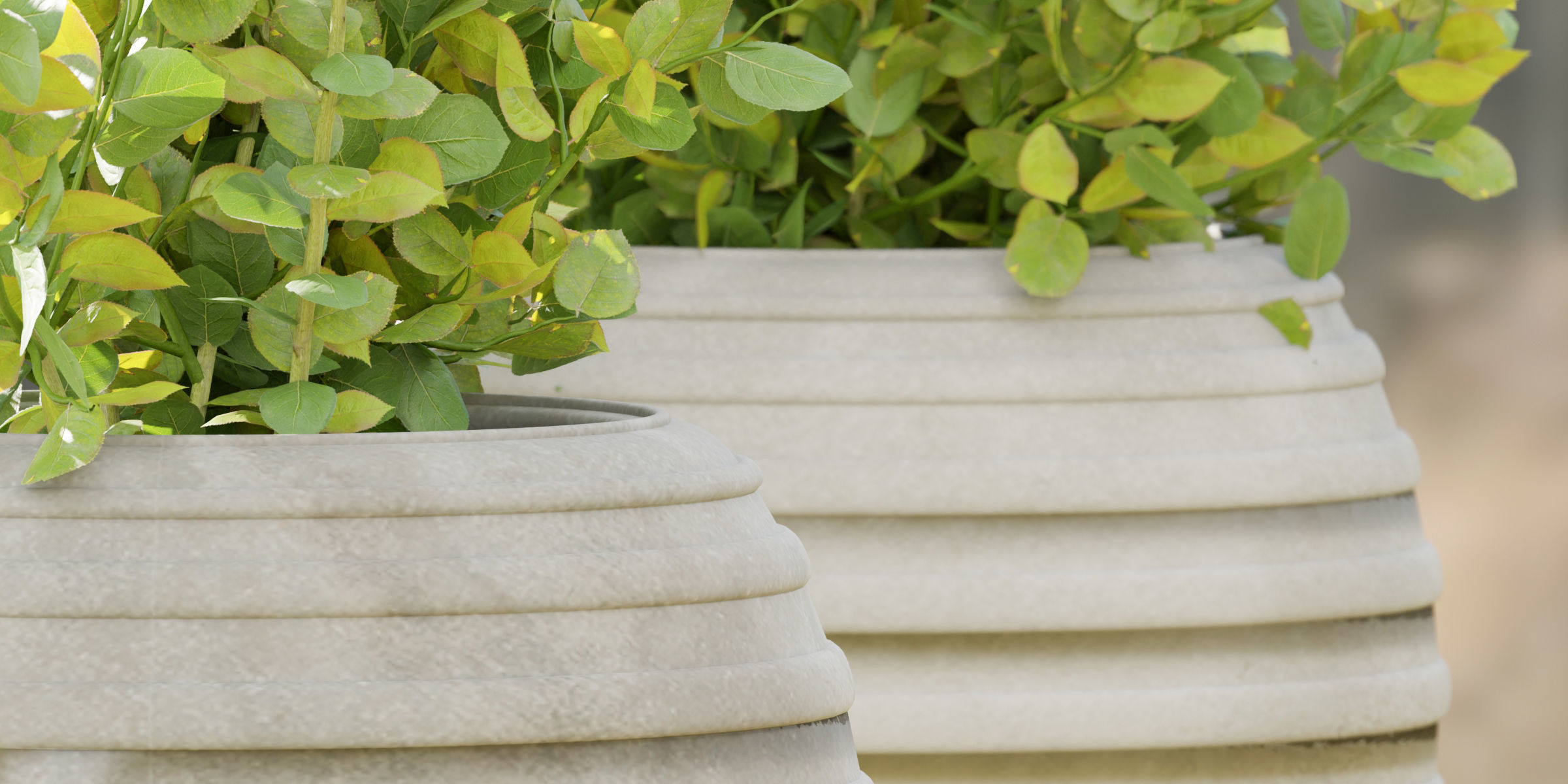 Rose flowering bushes collection vol 77-Blender 3D model_4