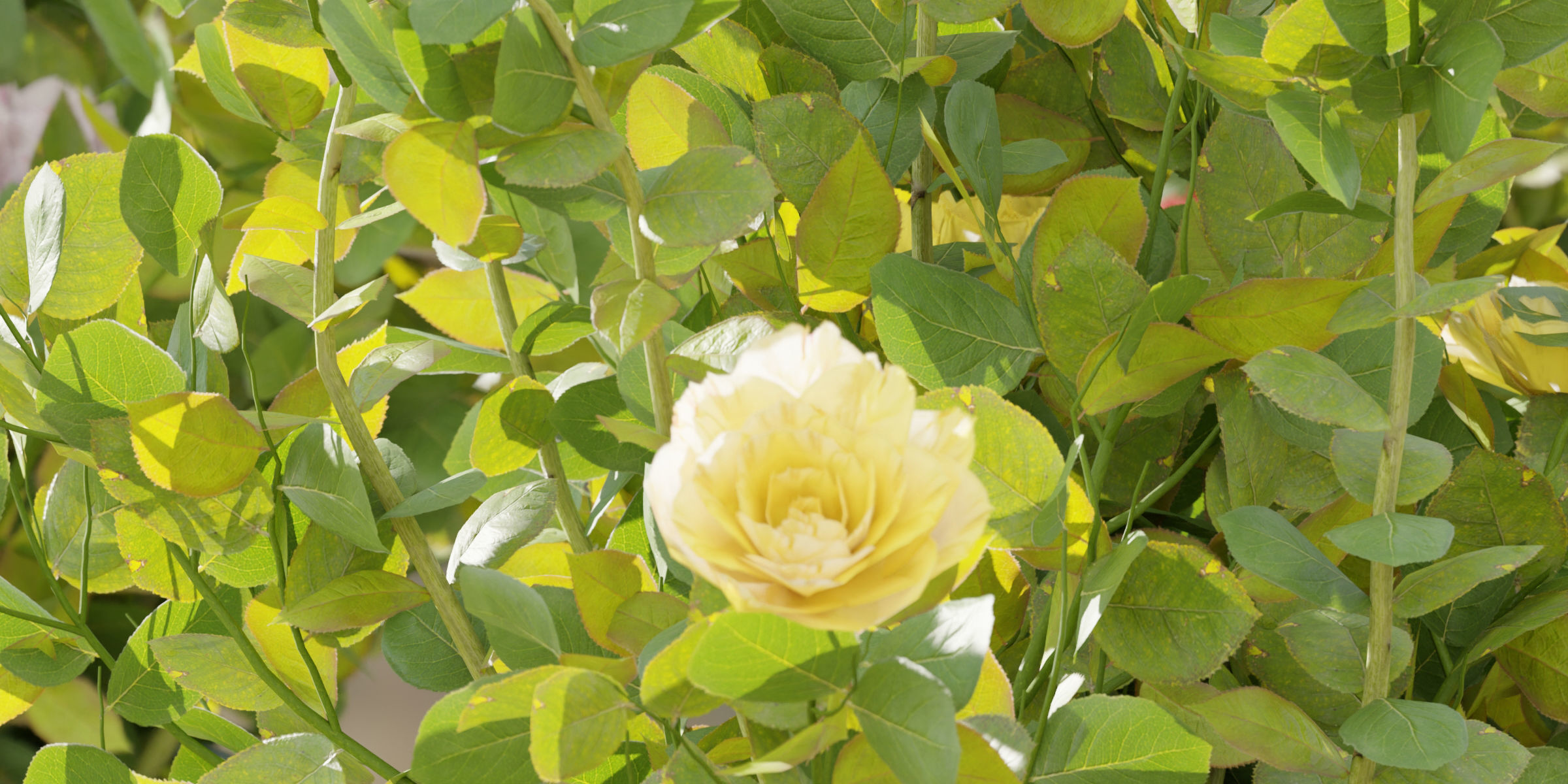 Rose flowering bushes collection vol 77-Blender 3D model_3