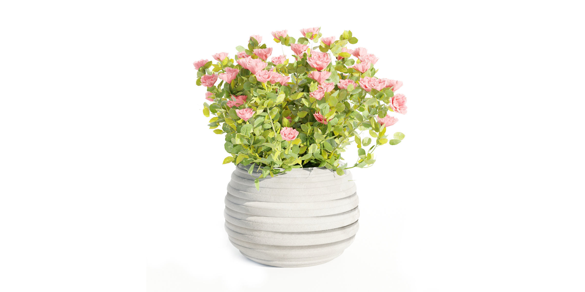 Rose flowering bushes collection vol 77-Blender 3D model_6