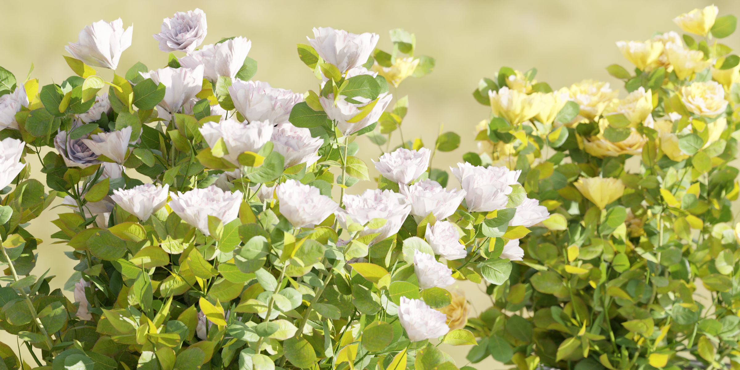 Rose flowering bushes collection vol 77-Blender 3D model_1