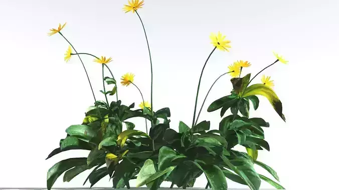 EVERYPlant Arrowleaf Balsamroot LowPoly 3 --18 Models-- Low-poly 3D model