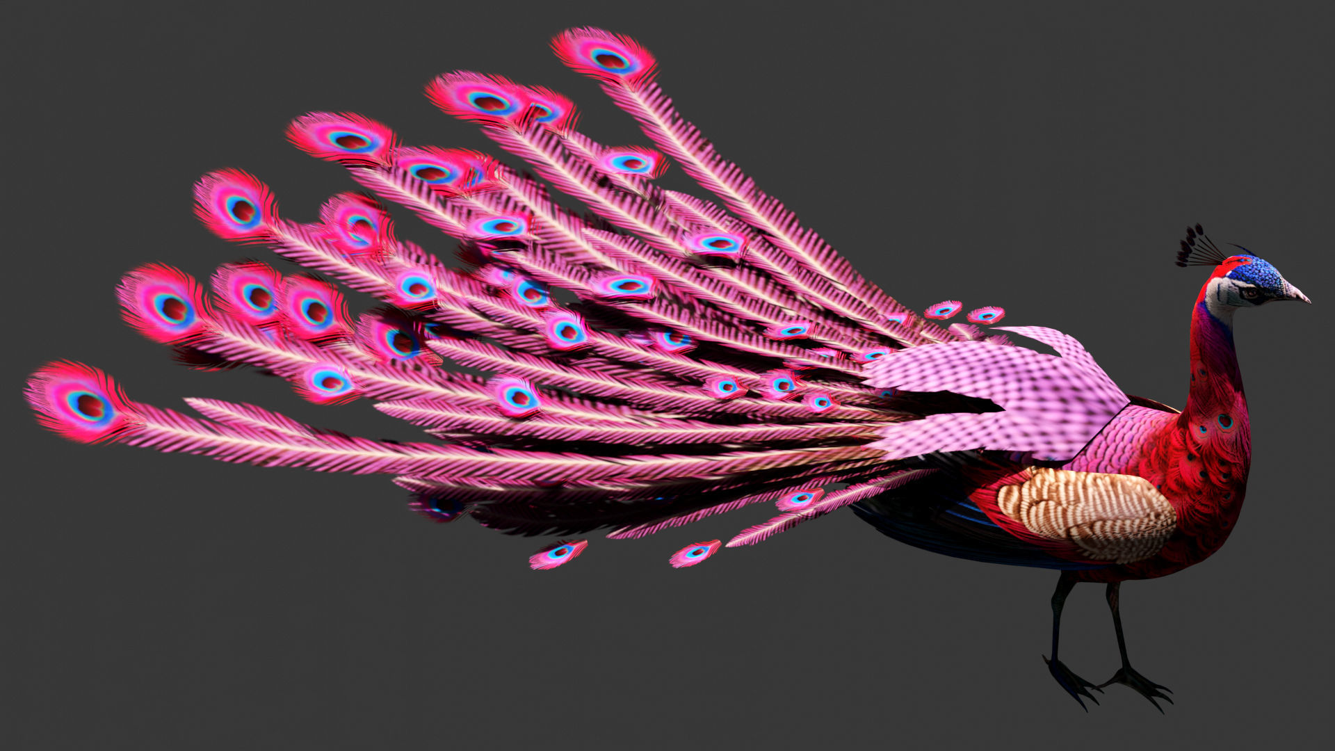 Peacock A1 3D model_7