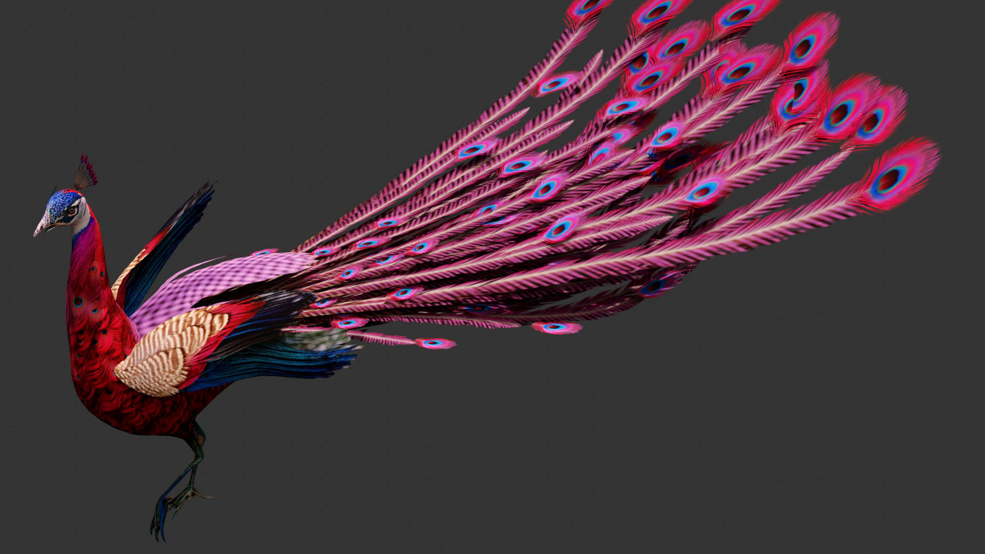 Peacock A1 3D model_5