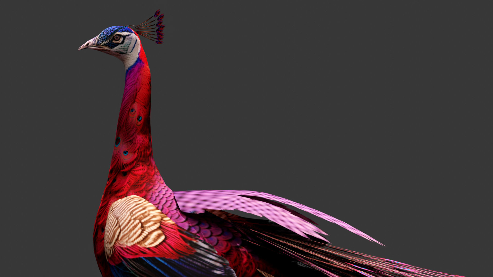 Peacock A1 3D model_3