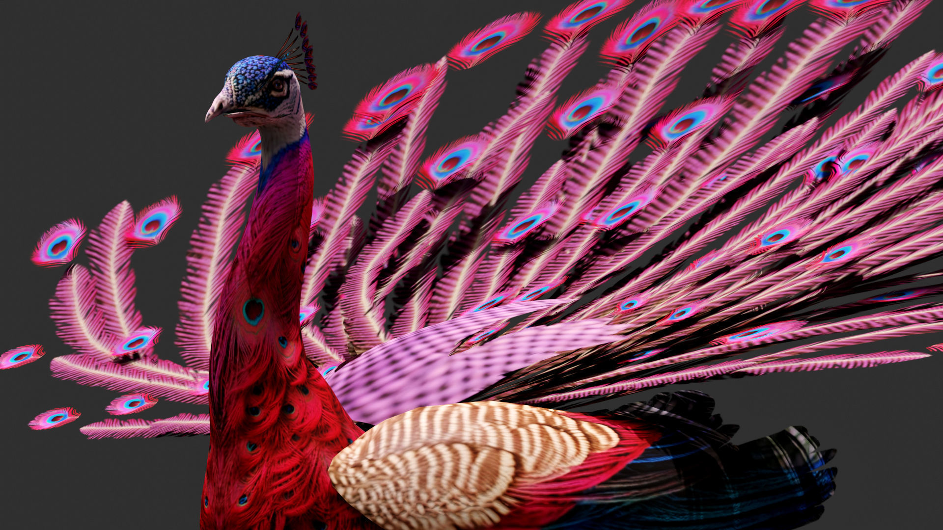 Peacock A1 3D model_2