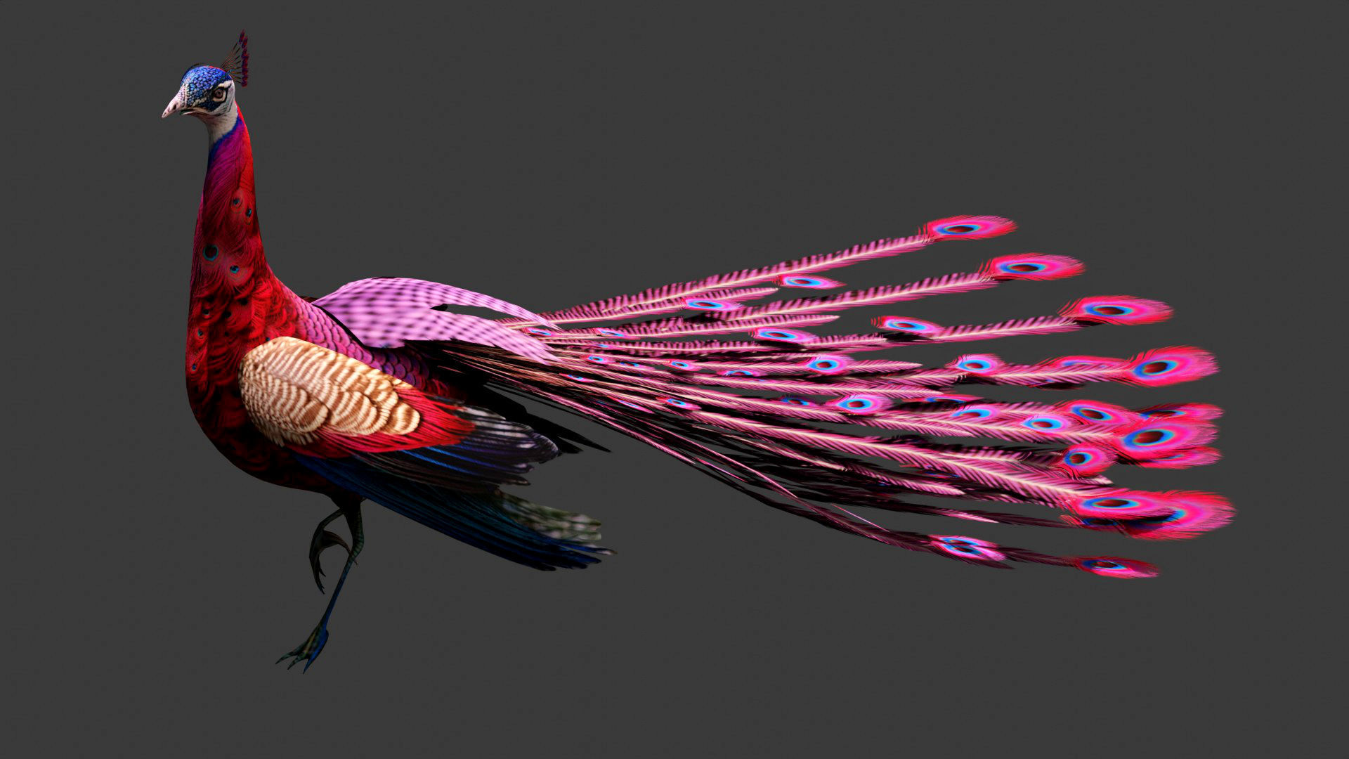 Peacock A1 3D model_4