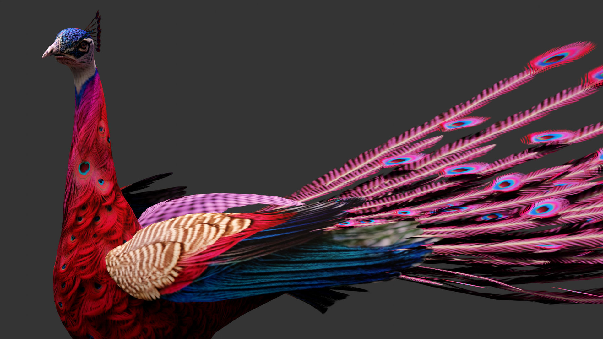 Peacock A1 3D model_6