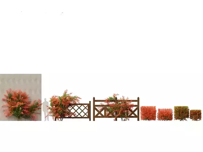 Pyracantha coccinea - Scarlet firethorn 02 3D model