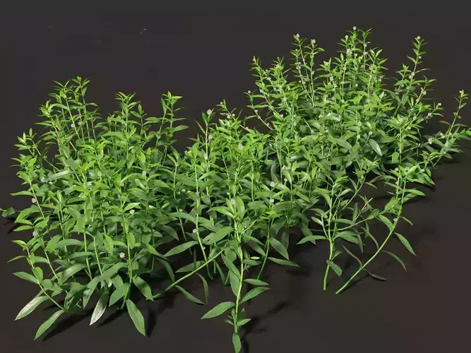 Alternanthera philoxeroides - alligator weed 01 Grass 