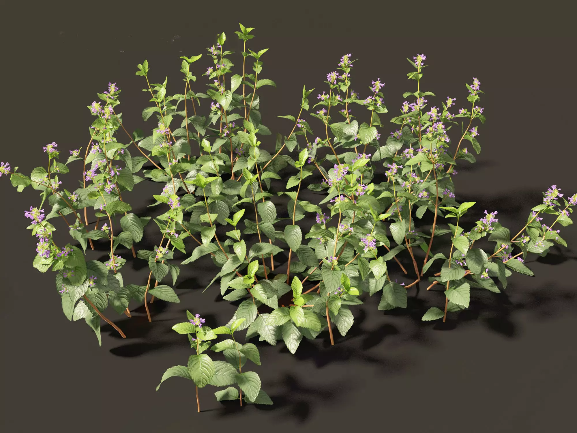 Clinopodium chinense - clinopodion 01 Grass 3D model