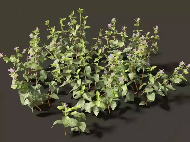 Clinopodium chinense -  clinopodion 01 Grass  3D model