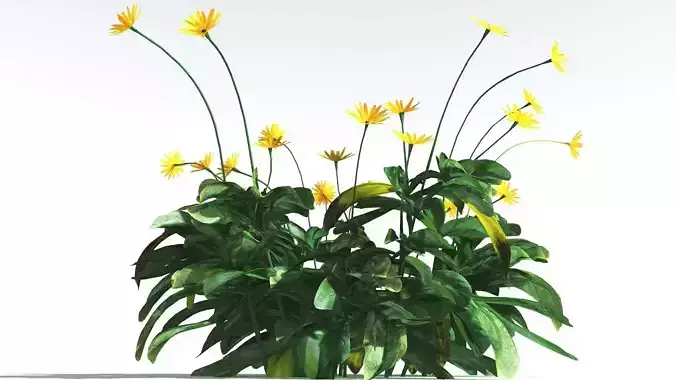 EVERYPlant Arrowleaf Balsamroot LowPoly 4 --18 Models-- Low-poly 3D model